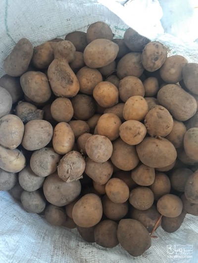 فروش سیب زمینی خوراک دام