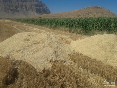 فروش کاه گندم