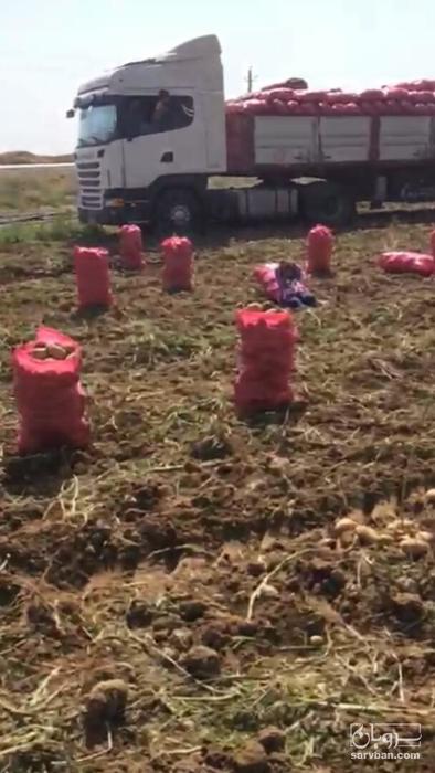 فروش سیب زمینی بامبا