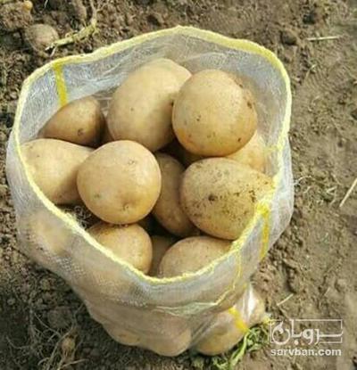 فروش سیب زمینی سانتا