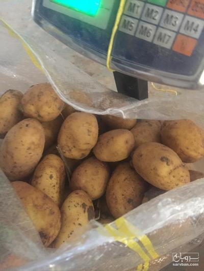 فروش سیب زمینی اسپریت