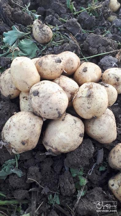 فروش سیب زمینی بامبا