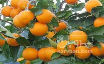 فروش پرتقال ناول