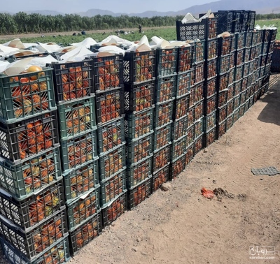 فروش گوجه فرنگی8320