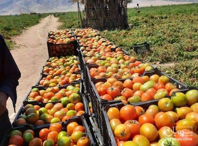 فروش گوجه فرنگی