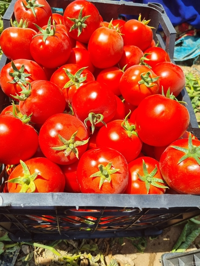 فروش گوجه فرنگی