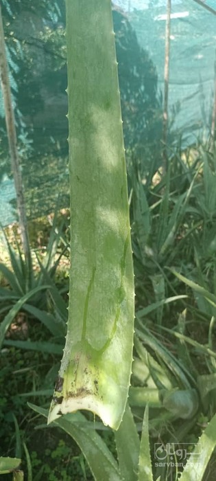 فروش آلوئه ورا