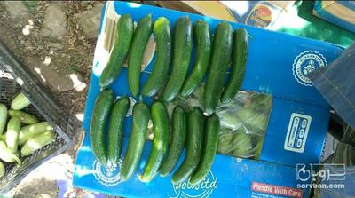 فروش خیار رسمی