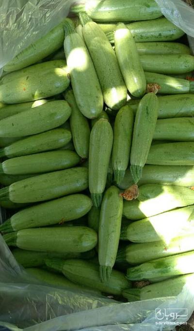 فروش کدو سبز