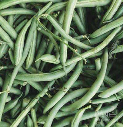 فروش لوبیا سبز