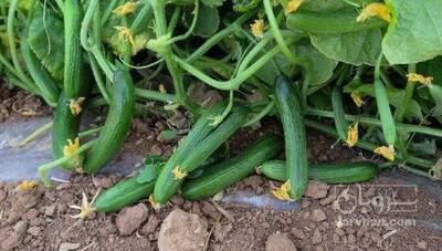 فروش خیار سبز هوای ازاد