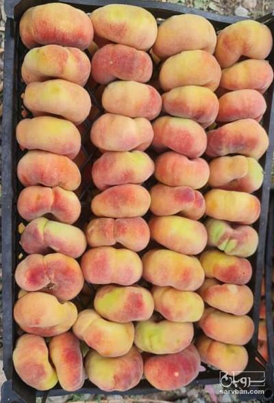 فروش هلو انجیری