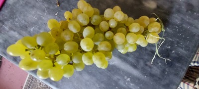 فروش انگور زرد بی دانه