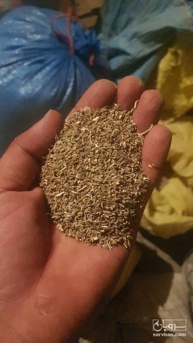 فروش بذر هویچ نانکو