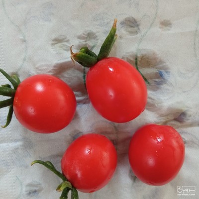 فروش گوجه فرنگی گیلاسی