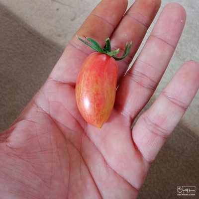 فروش گوجه فرنگی گلابی بلاش