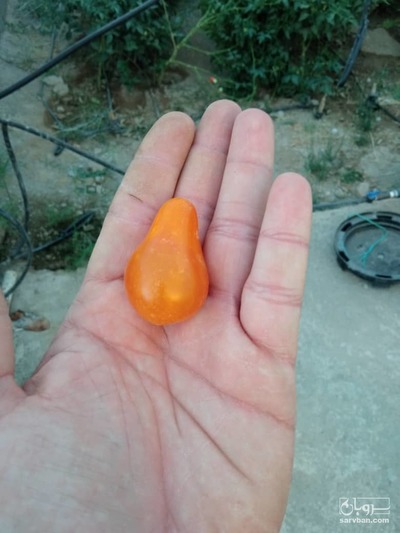 فروش گوجه فرنگی گلابی نارنجی