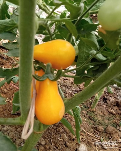 فروش گوجه فرنگی گلابی زرد