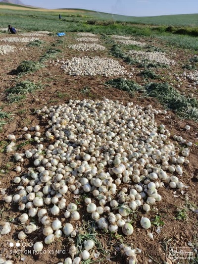 فروش پیاز سفید