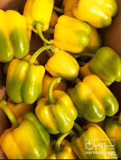 فروش فلفل دلمه ای رنگی