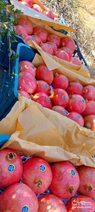 فروش انار دانه سیاه صادراتی