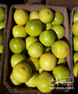 فروش لیمو شیرین