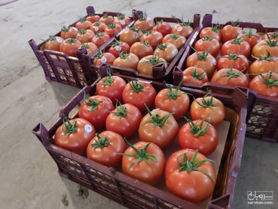 فروش گوجه فرنگی دافنیس