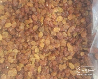 فروش کشمش طلایی