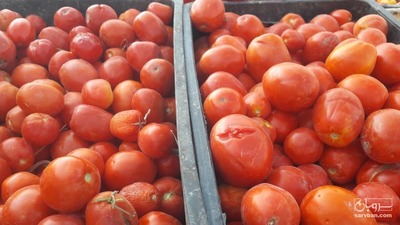 فروش گوجه فرنگی ربی