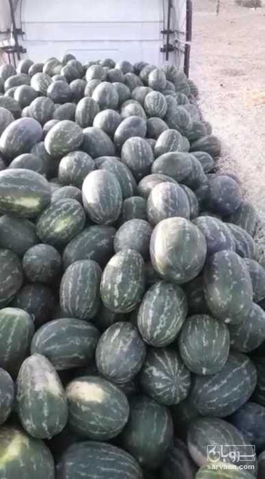 فروش هندوانه بیضی پرو