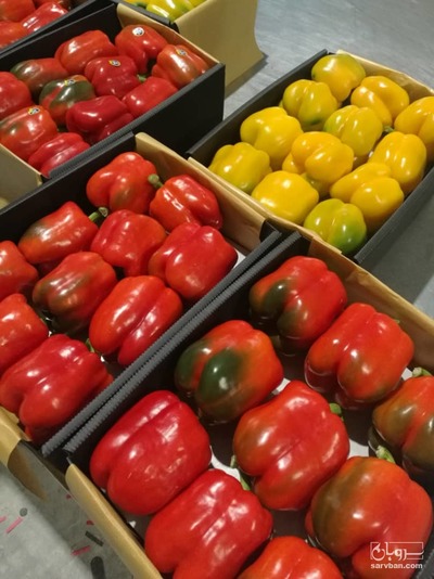 فروش فلفل دلمه ای رنگی صادراتی