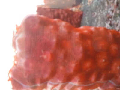 فروش پیاز قرمز