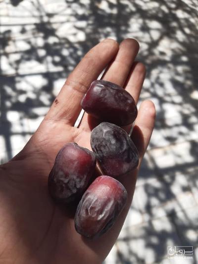 فروش خرما مضافتی صادراتی