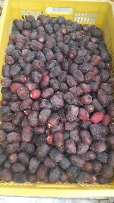 فروش خرما مضافتی
