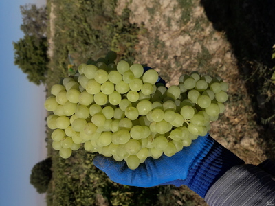 فروش انگور زرد بیدانه