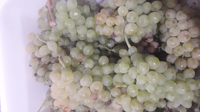 فروش انگور زرد بی دانه