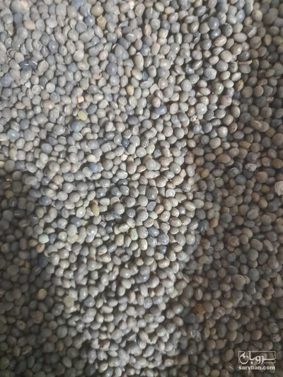 فروش کتان (گیاه الیافی)