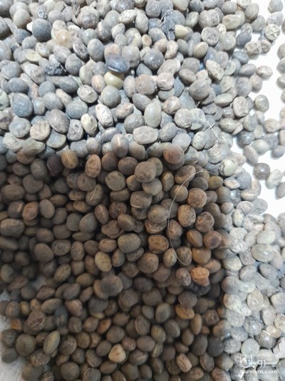 فروش قره ماش (ماش سیاه)