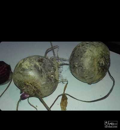 فروش چغندر لبو