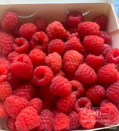 فروش میوه رزبری