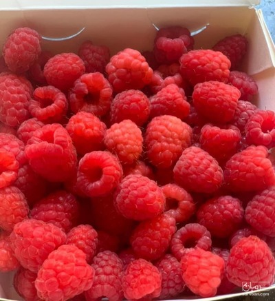 فروش میوه رزبری