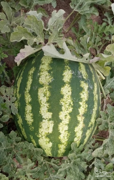 فروش هندوانه گرد