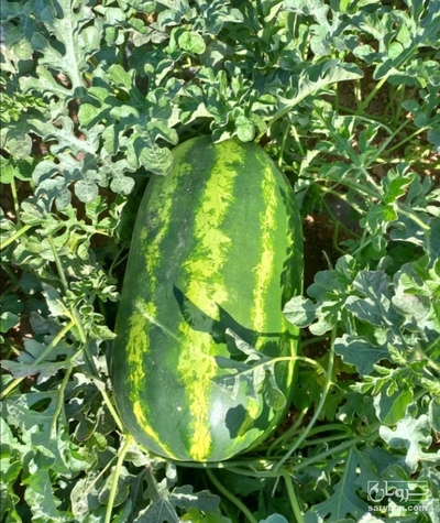 فروش هندوانه بیضی