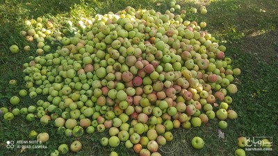 فروش سیب پادرختی