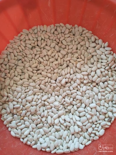 فروش لوبیا سفید