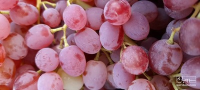 فروش انگور بی دانه قرمز