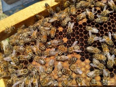 فروش عسل چهل گیاه