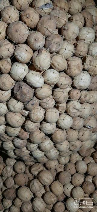 فروش لیمو عمانی