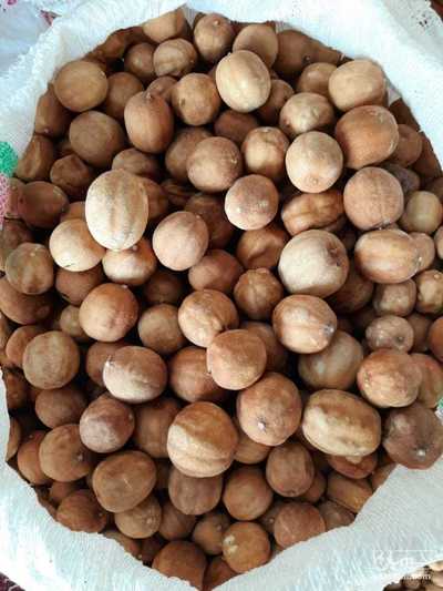 فروش لیموترش