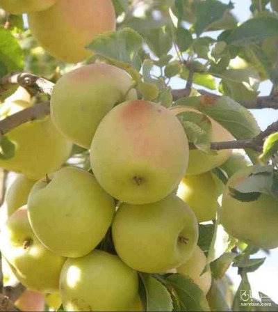 فروش سیب گلدن